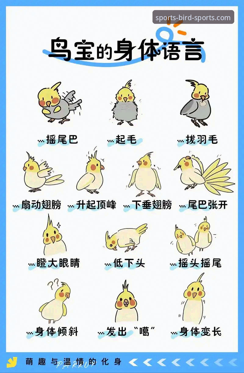 小鸟体育精彩集锦功能详解